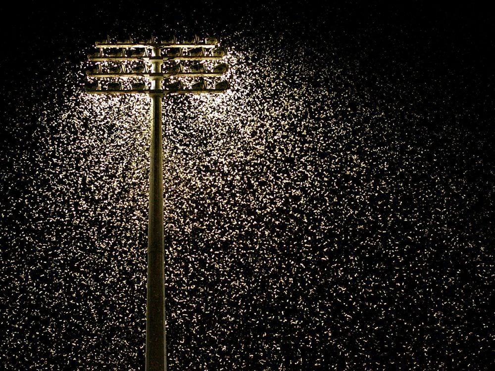 A floodlight shines while thousands of moths surround it in the dark of night. This image was taken at Energy Australia Stadium in Newcastle, Australia in 2005.