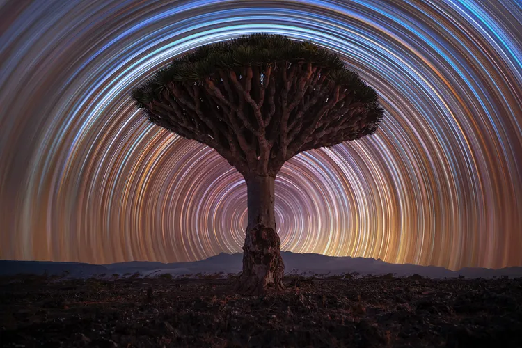 looping star trails form concentric glowing circles around the silhouette of an umbrella-shaped tree alone on the landscape