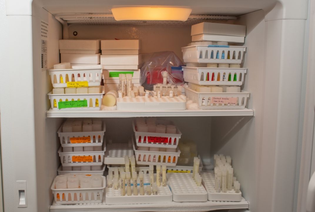 A freezer stocked with small bins and boxes containing samples of animal milks in small tubes.