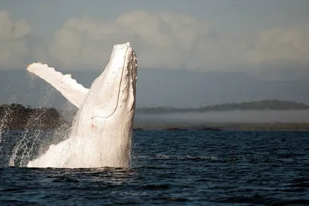 Migaloo, the white whale