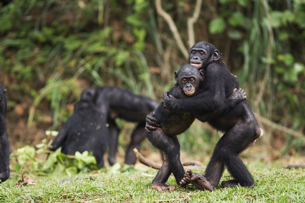 two young bonobos hug while standing up and three other bonobos are seen around them