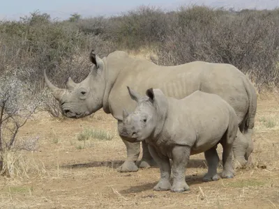 White rhinos help shape the ecosystem by increasing plant diversity and providing grazing patches for other animals. 