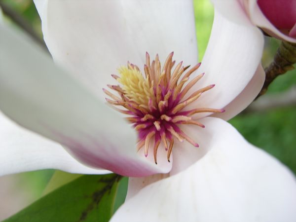 magnolia blossom thumbnail