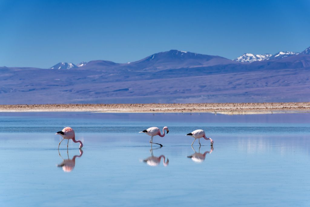 Three flamingos in water with mountains in the background