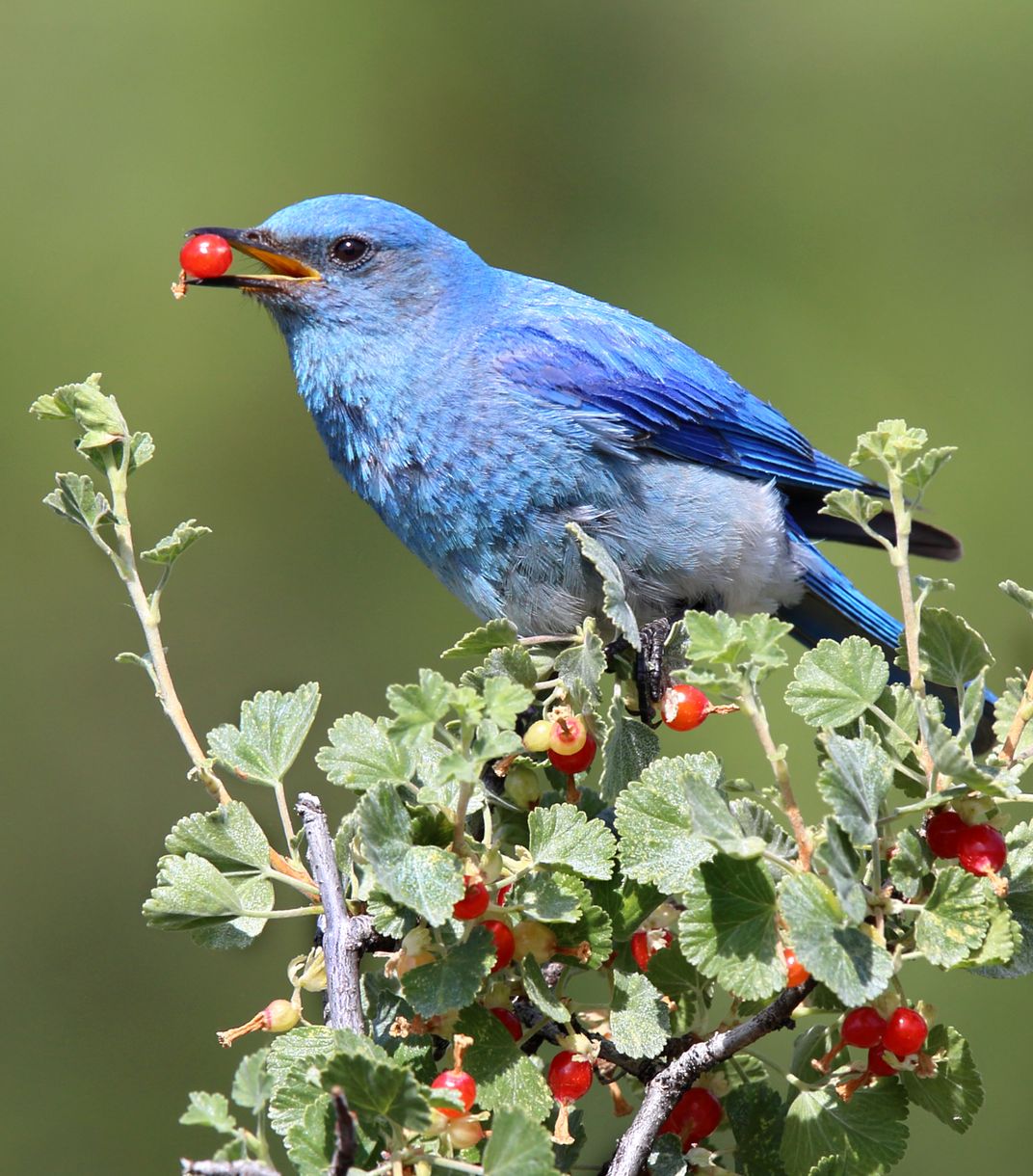 Mountain berry. Bluebird. Mountain Bluebird птица. Bluebird accounts. Как зовут голубую птицу из Garden of ban.