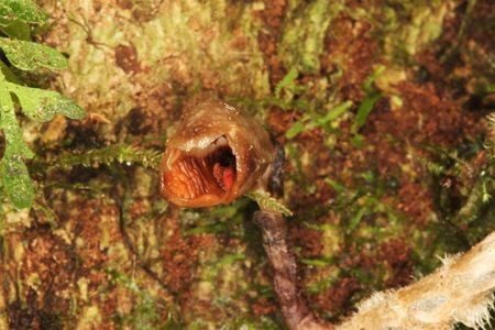 The flower of a newly discovered orchid species from Madagascar called Gastrodia agnicellus. It's looks are, shall we say, unconventional.

