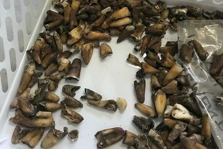 Archaeologists unearthed the rotting teeth during construction of a new metro line in Melbourne, Australia