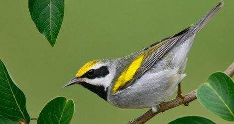 Golden Warblers