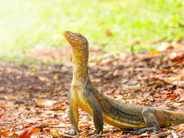 Sunbathing thumbnail