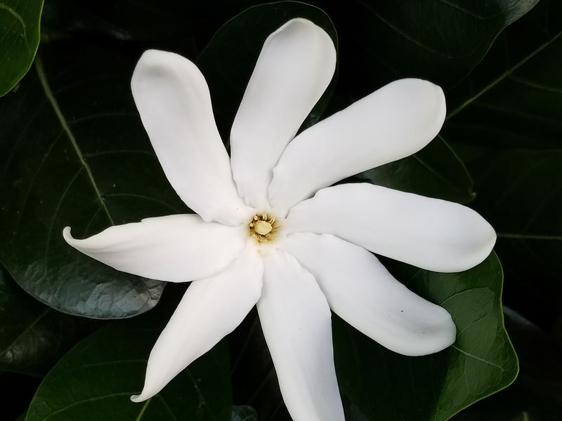 Hawaiian Jasmine Flower Smithsonian Photo Contest Smithsonian Magazine