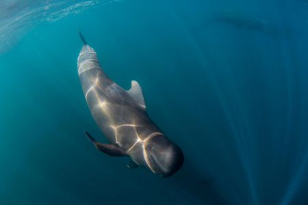 Short-finned pilot whale, Globicephala macrorhynchus, underwater off Isla San Marcos, Baja California Sur, Mexico.