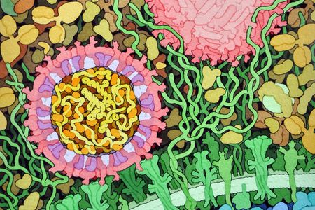 In this watercolor painting, the Zika virus (in pink) infects a cell (cell membrane and receptors in green, interior in blue). Blood plasma surrounds the viral particles.