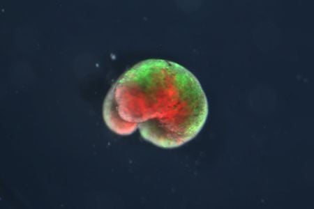 A "living machine" containing frog stem cells in a new configuration designed by a computer algorithm. Parts shown in green are made up of frog skin cells, while parts in red are frog heart cells.
