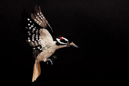 Hairy woodpecker (Picoides villosus)