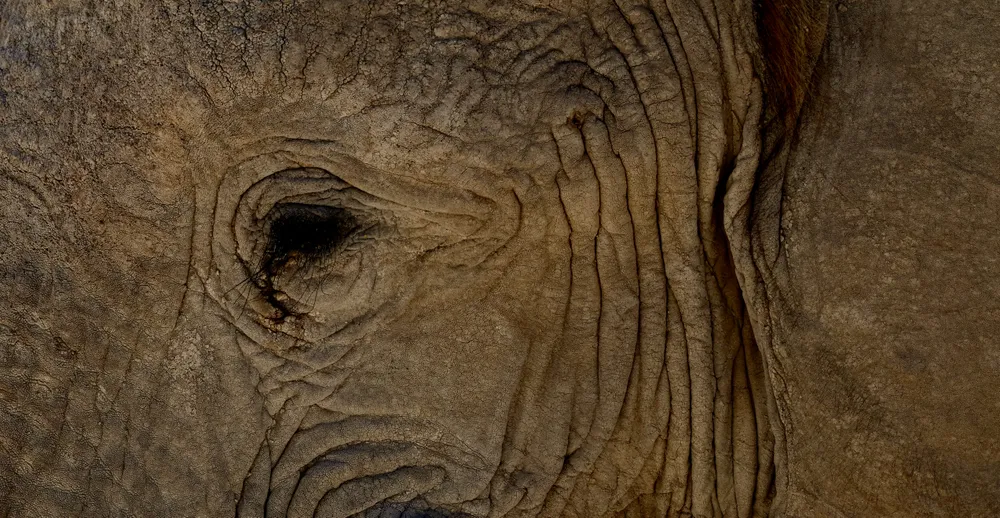The photo shows a part of an elephant's head in an attempt to convey how the unforgiving nature sucks out every ounce of strength an animal has. The dry season in Namibia is a challenge not every living creature can pass, even the mighty elephant.
