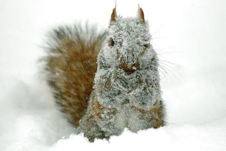 A chilly squirrel. 