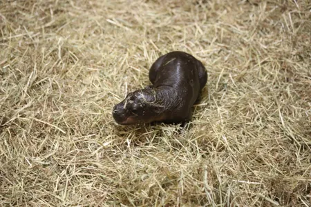 Haggis joins Moo Deng as a popular ambassador for the&nbsp;pygmy hippopotamus species, which is endangered.