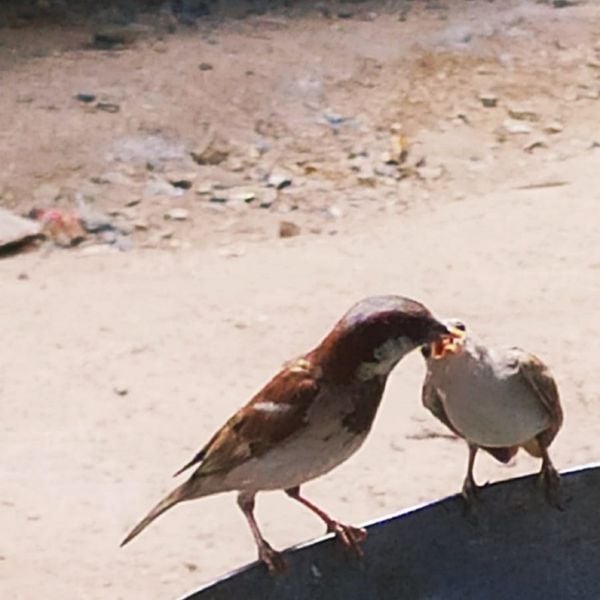 Sparrow feeding its baby grain thumbnail