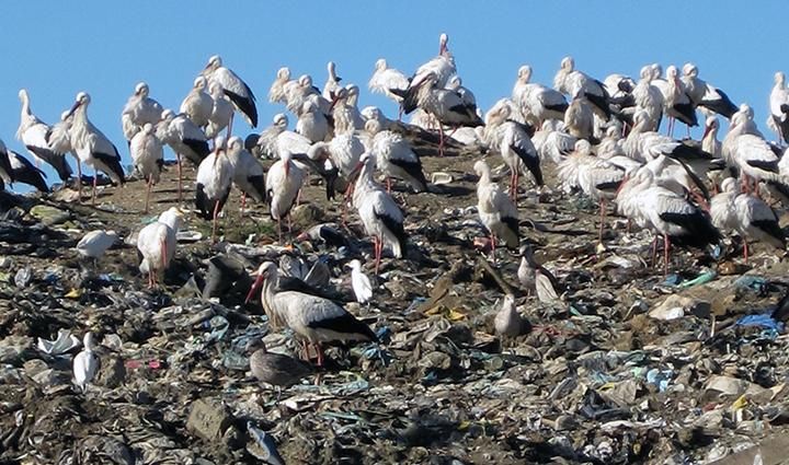 Trash Storks