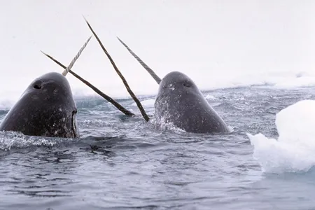 Highly social, narwhals travel in pods, often broken off by sex, and communicate via complex vocalizations that seem to be specific to their herds.