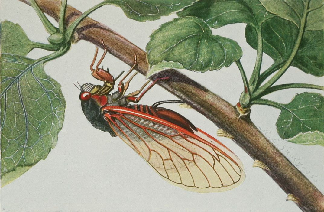 Magicicada cicada