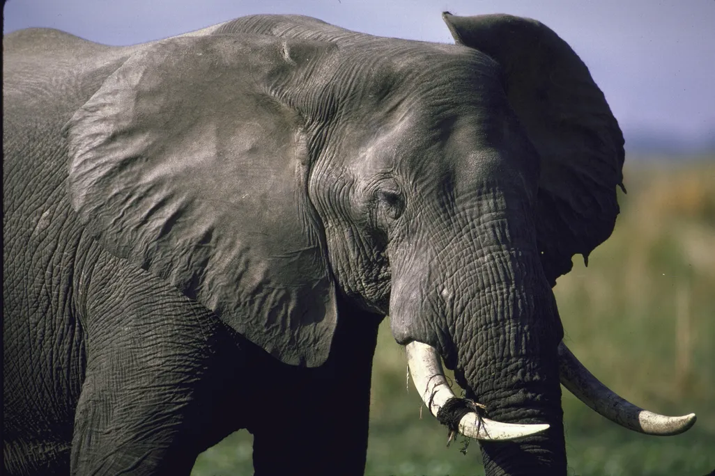 A close-up of an African elephant