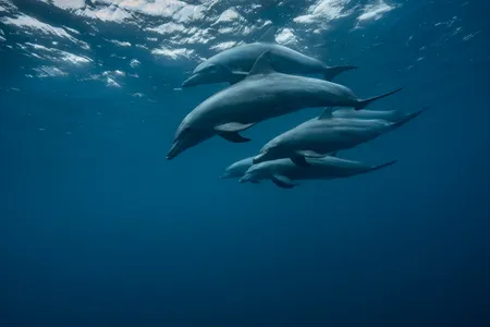 Indo-Pacific bottlenose dolphins live in the tropical waters of the Indian and western Pacific oceans.