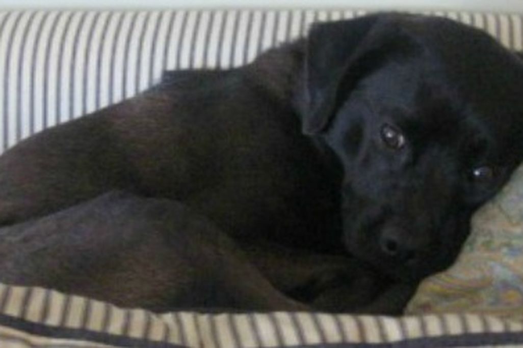 A dog named Maz collects on his psychic debt.