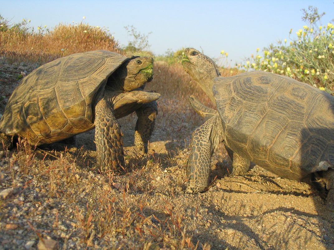 Males fight