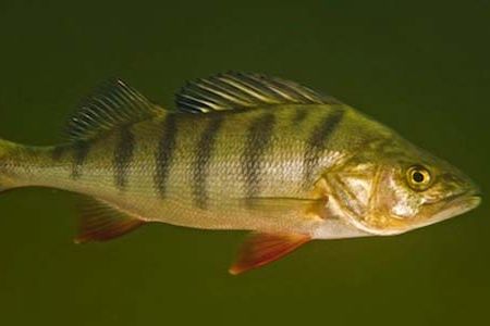 A study shows that wild perch are less fearful, eat faster and are more anti-social when exposed to a common pharmaceutical pollutant.