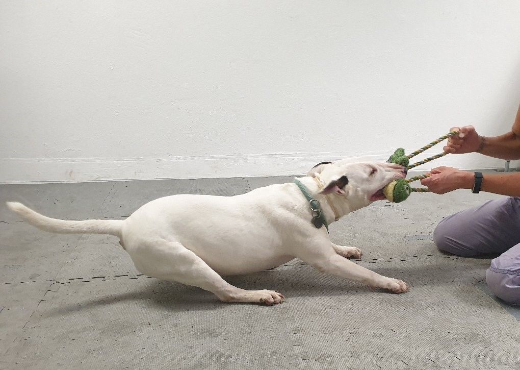 A white dog tugging on a toy with a human