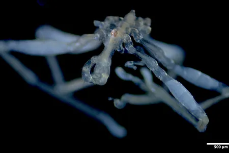 Researchers discovered Callipallene pilosuspedes, a new species of sea spider, in the Salish Sea.