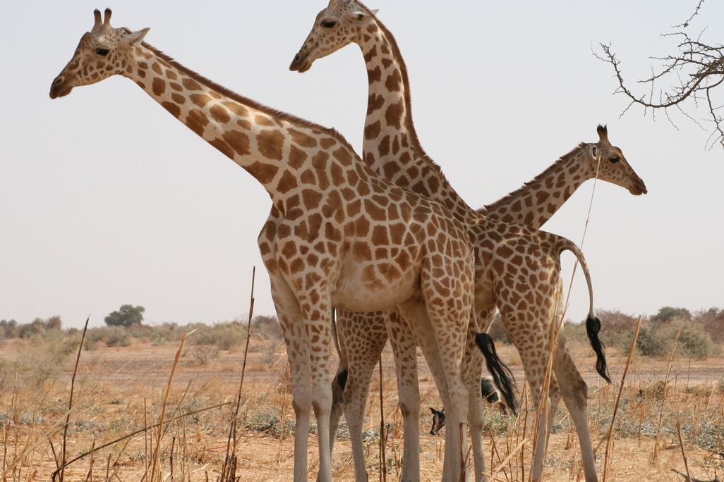 Giraffes