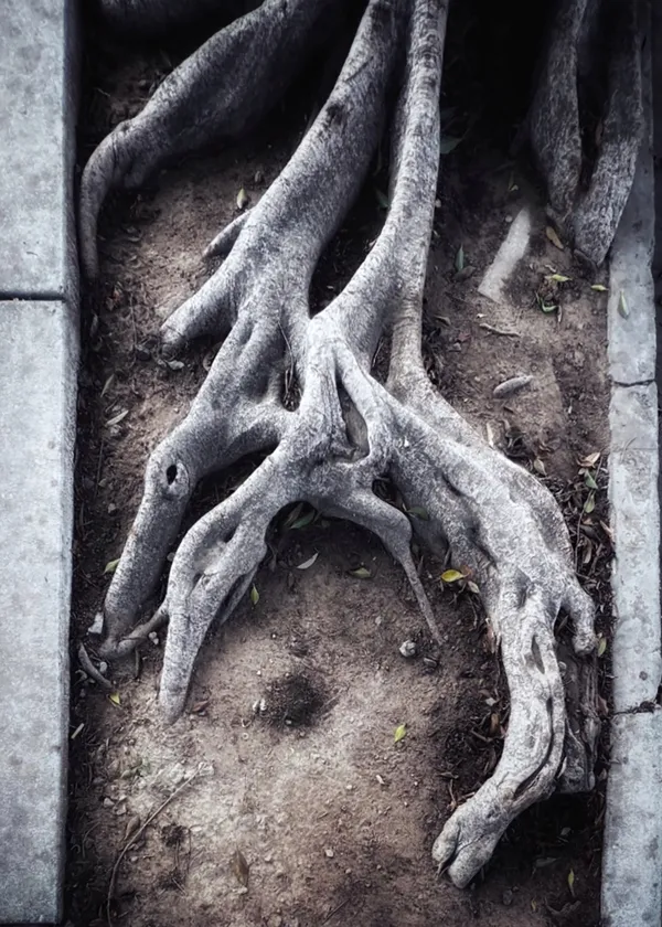 Tree Root Pterodactyl Lovers Spoon in Parkway Crypt thumbnail