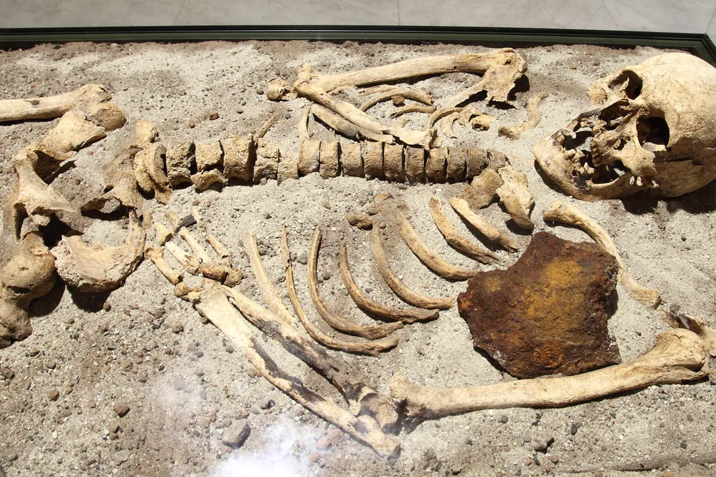 human skeleton