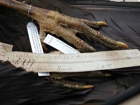 A label with handwriting next to a bird's claw.