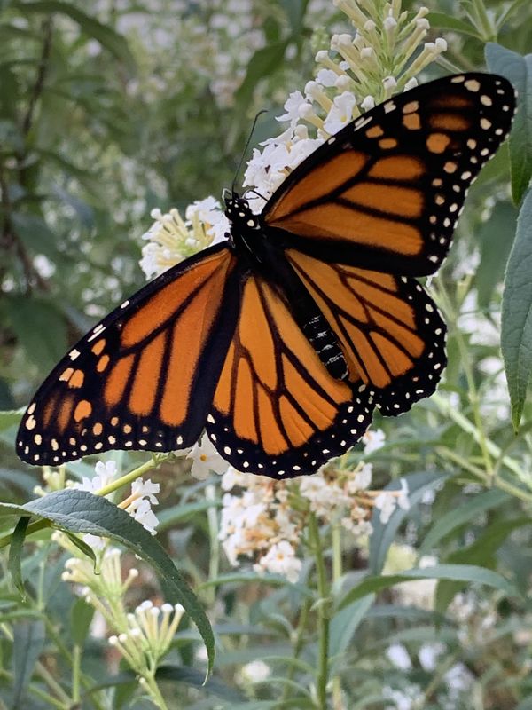 A lovely monarch butterfly thumbnail