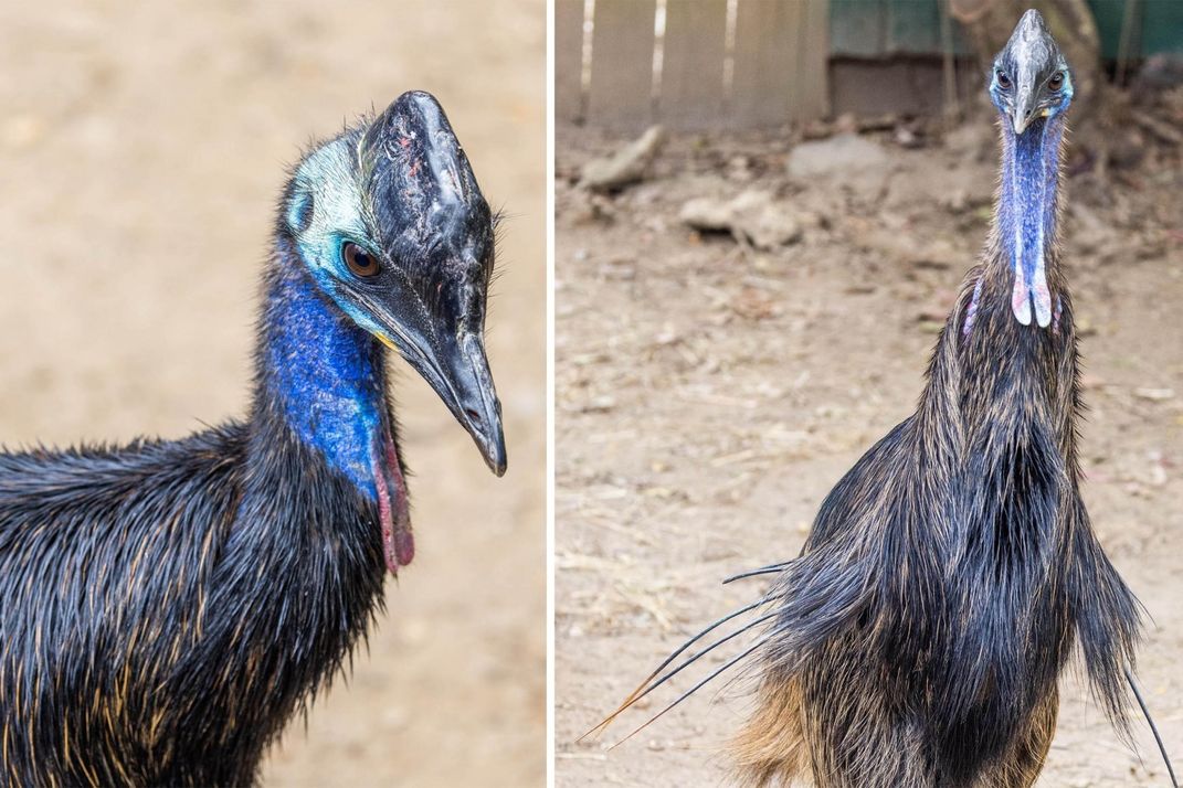 Two large birds, called southern cassowaries, that stand about 5.5 feet tall and have a helmet-like casque atop their heads