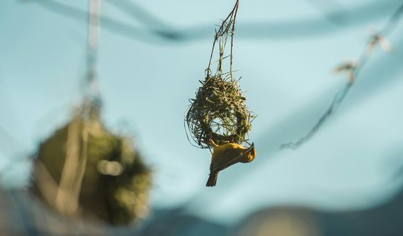 Bird Nest Stock Image.jpg