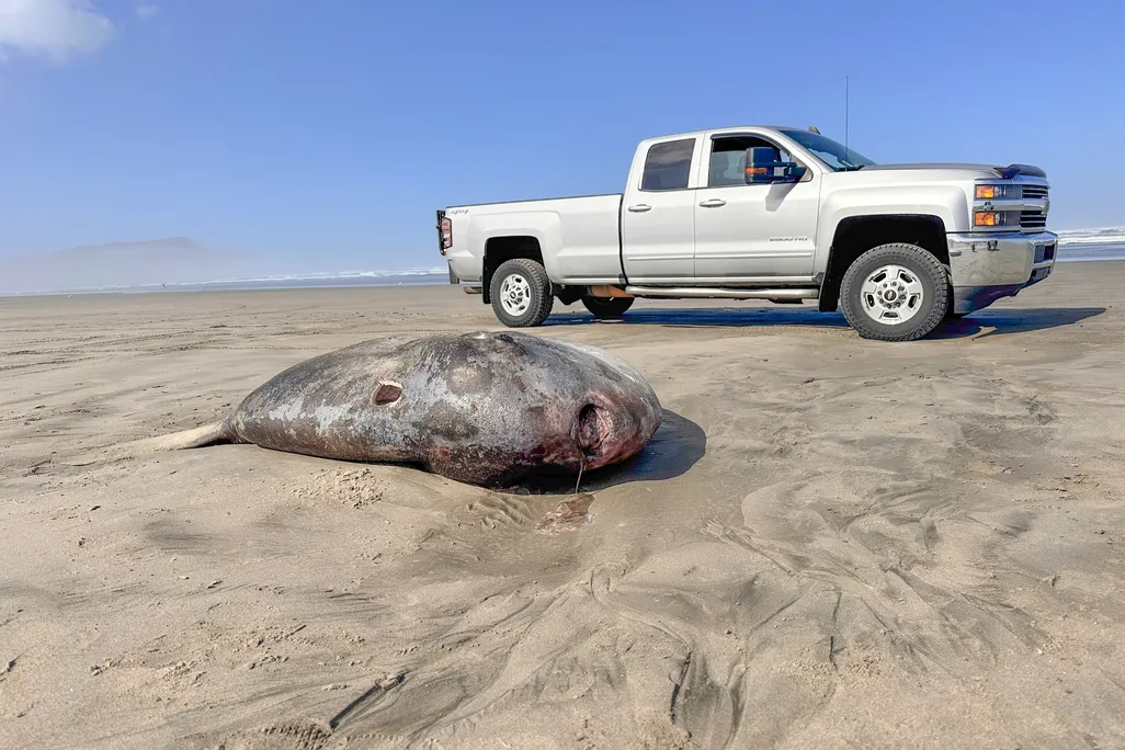 Giant dead fish on the beach next to a pickup truck