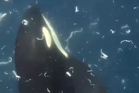 A new study documents two incidents of orcas breaking sunfish into pieces.