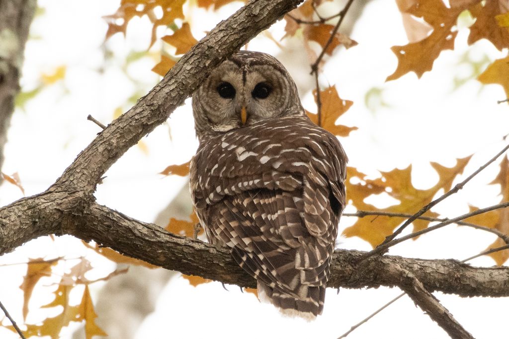 Owl sitting on branch looking back at camera