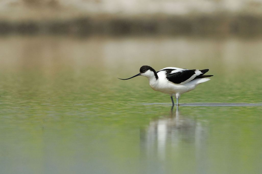 Pied  Avocet