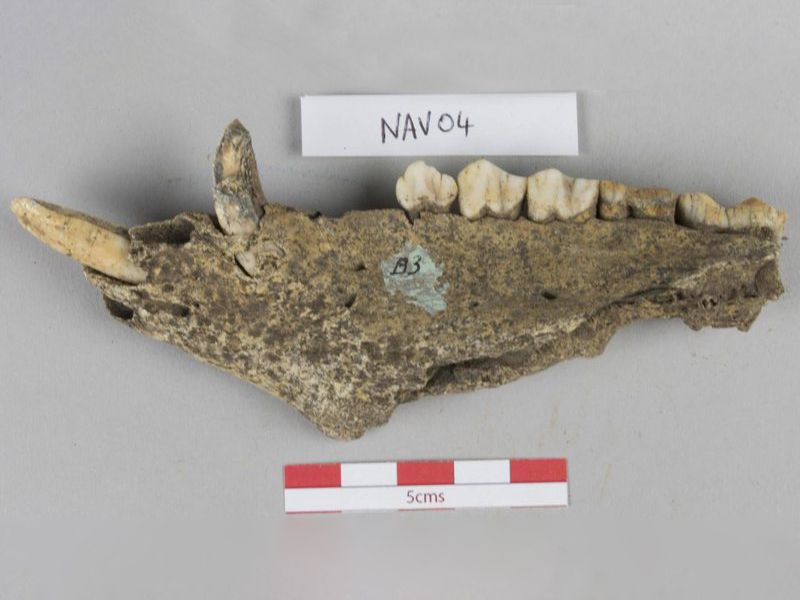 pig jaw