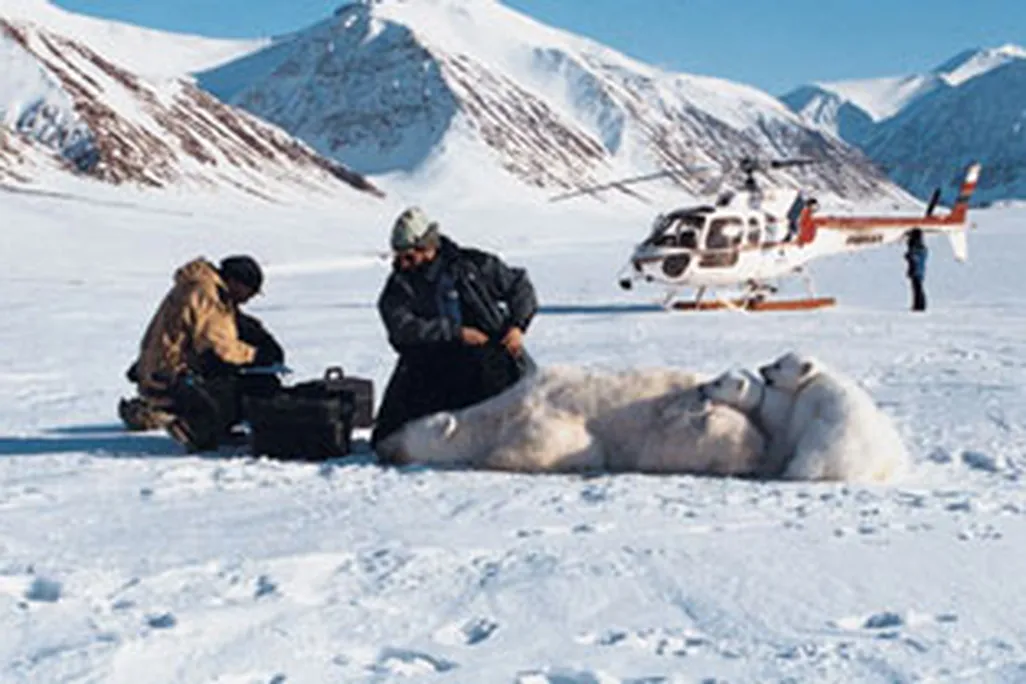 mother bear with a tranquilizer dart shot from the helicopter