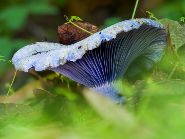 Blue mushroom through the grasses thumbnail