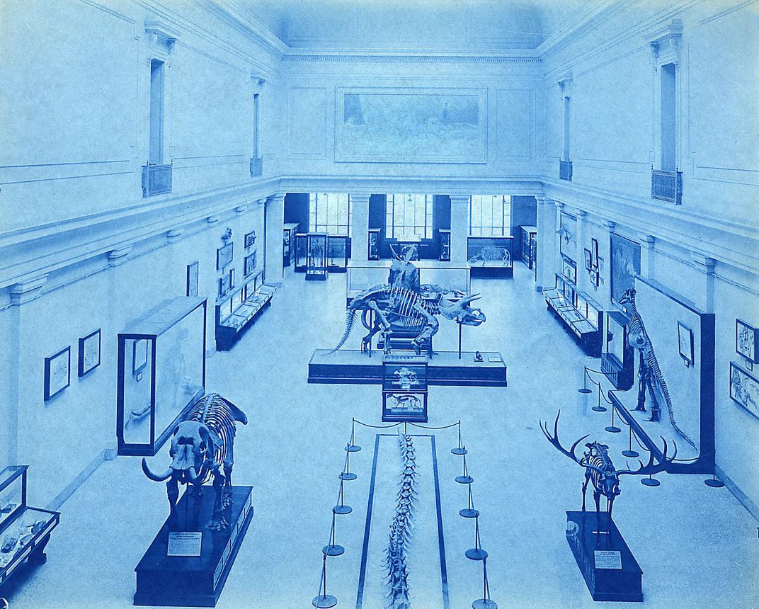 Isolated dinosaur skeletons on display in the Smithsonian's fossil hall when it opened in 1911.  
