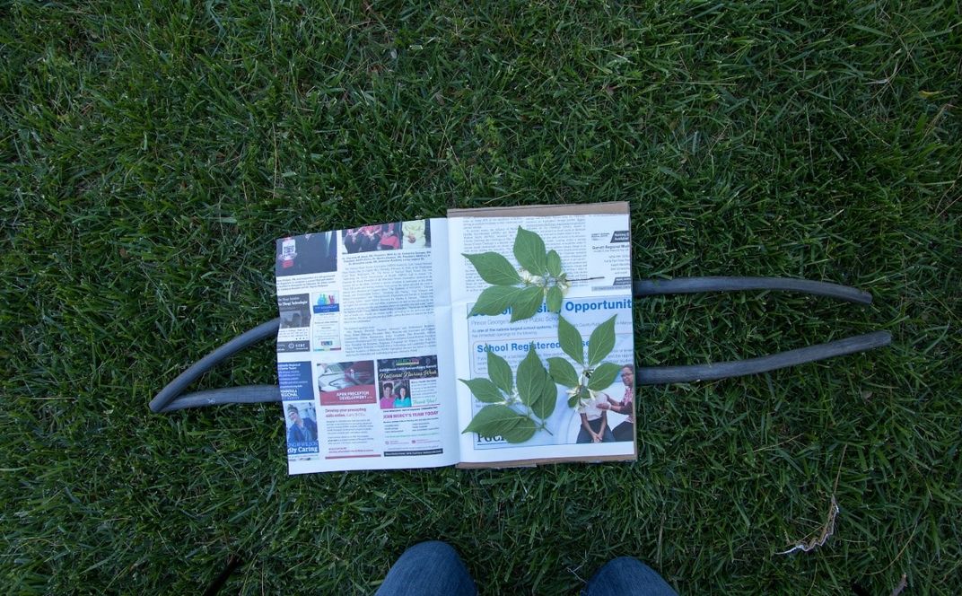 Exposed plant in an open plant press on grass.