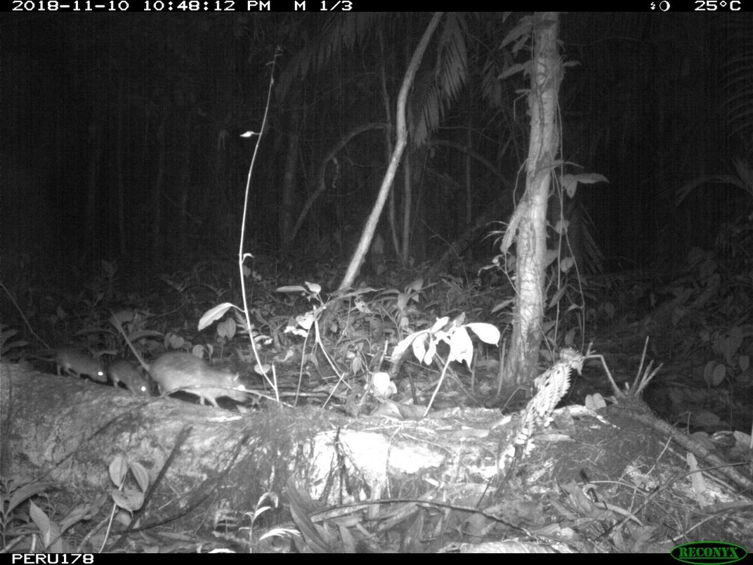 A family of spiny rats travels through the rainforest by night