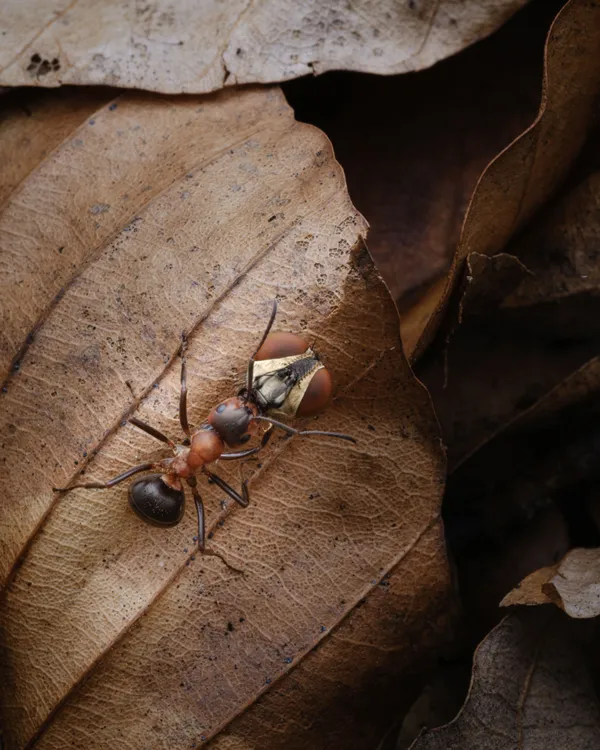 The guillotine thumbnail